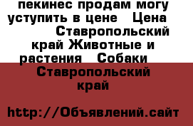 пекинес продам могу уступить в цене › Цена ­ 4 000 - Ставропольский край Животные и растения » Собаки   . Ставропольский край